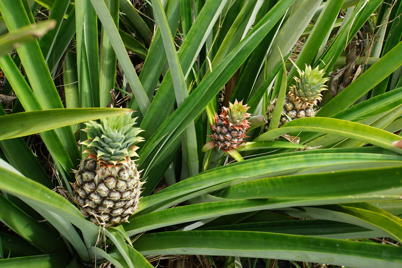 Ananas am Wachsen